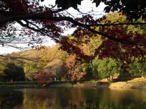 じゅん菜池緑地公園の紅葉