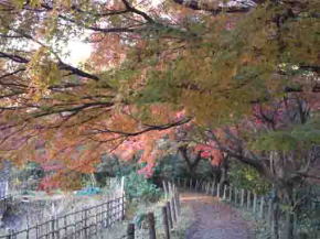 colored maple leaves in Junsaiike Pond