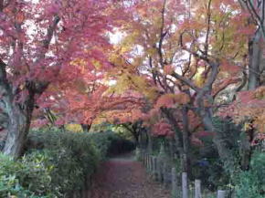 紅葉とじゅんさい池の道