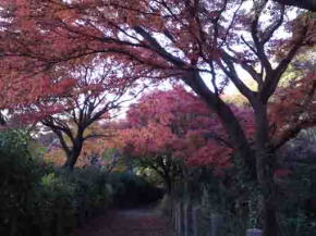 a path through the maple woods