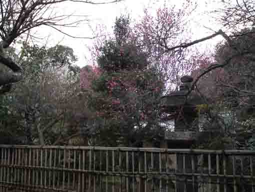 plam trees in the garden of the tea room