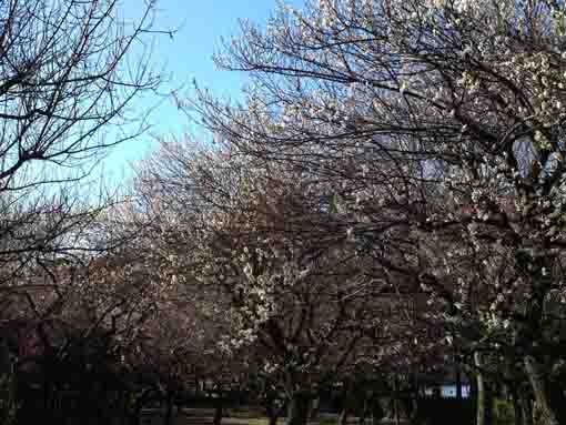 white plum trees in Junsaiike Pond Park