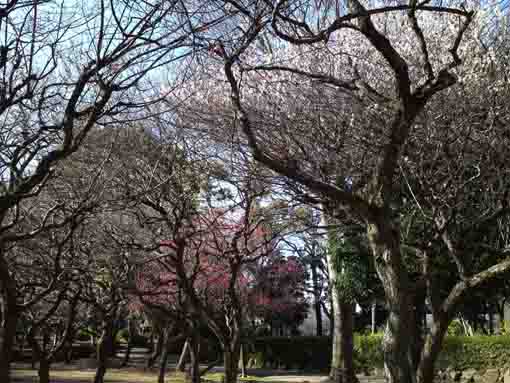 the plum garden in Junsaiike Pond Park