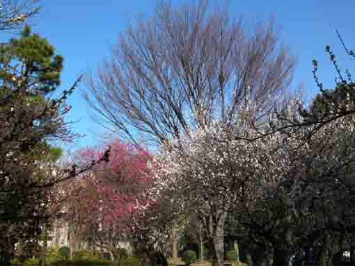 red and white plum trees in the park