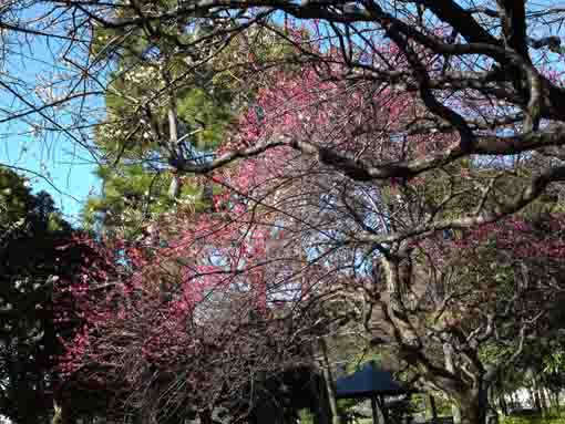 the plum trees in Junsaiike Pond Park