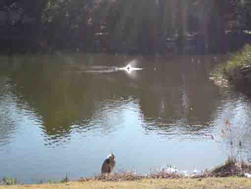 waterfowls on the water