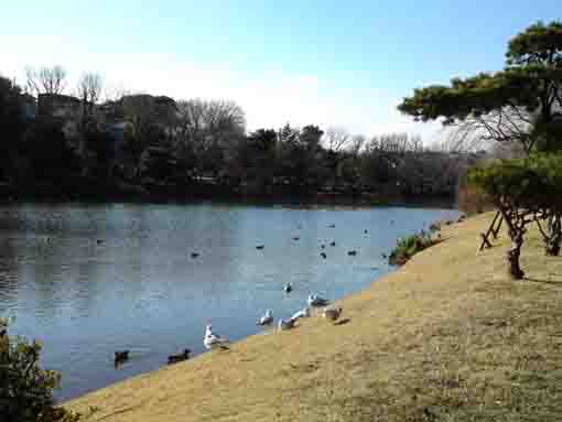 waterfowls on Junsaiike Pond Park