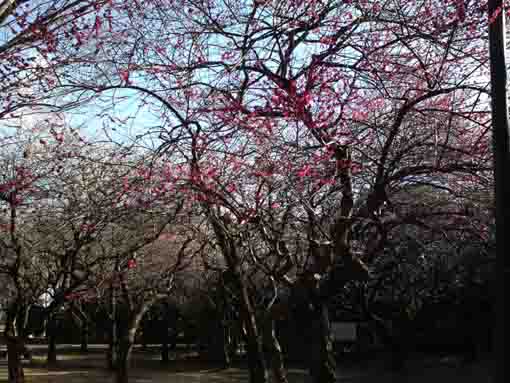red plum blossoms and the blue sky