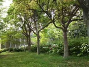 azaleas blooming under the woods