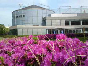 azaleas blooming near the museum