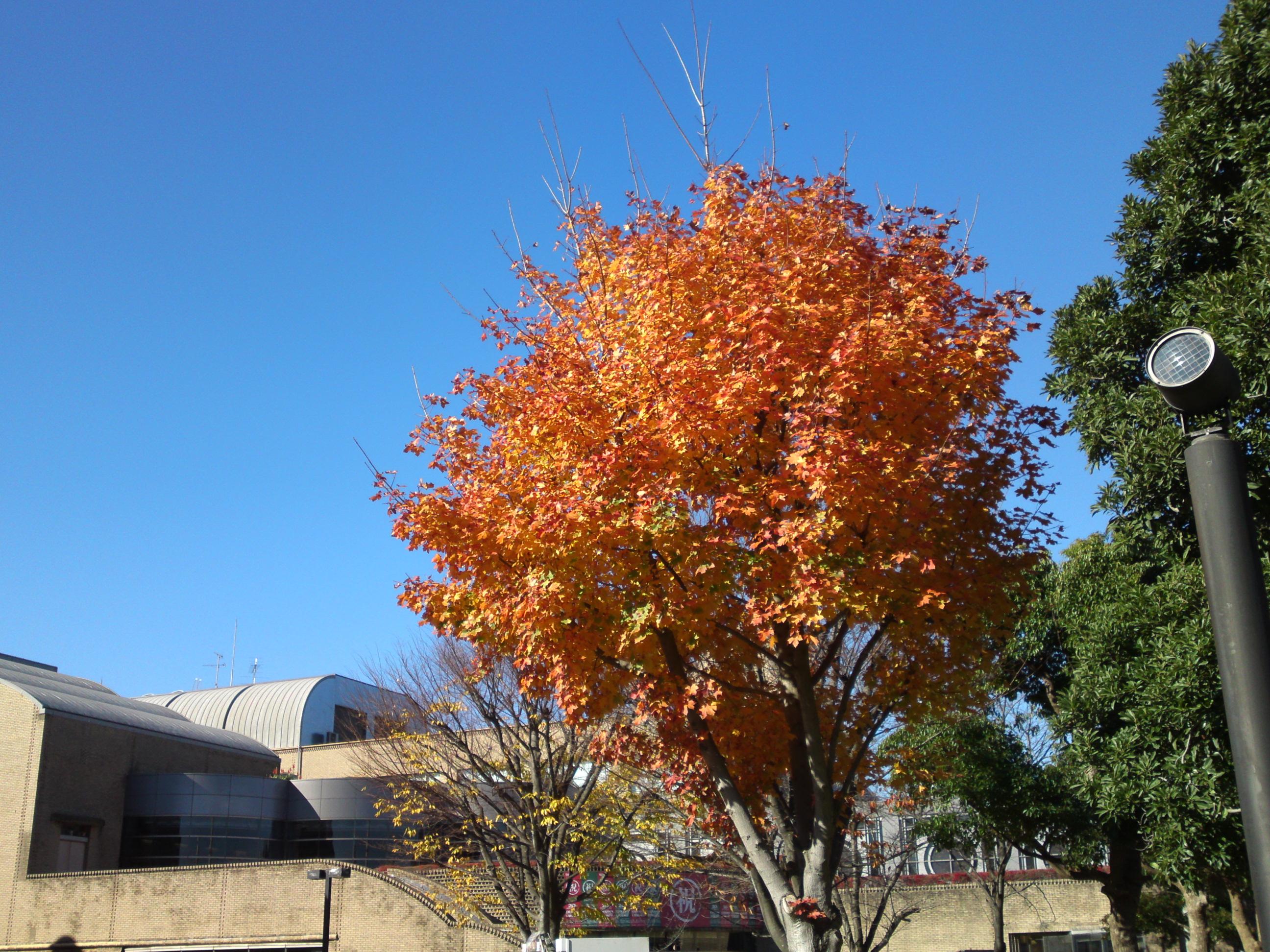 県立現代産業科学館の紅葉