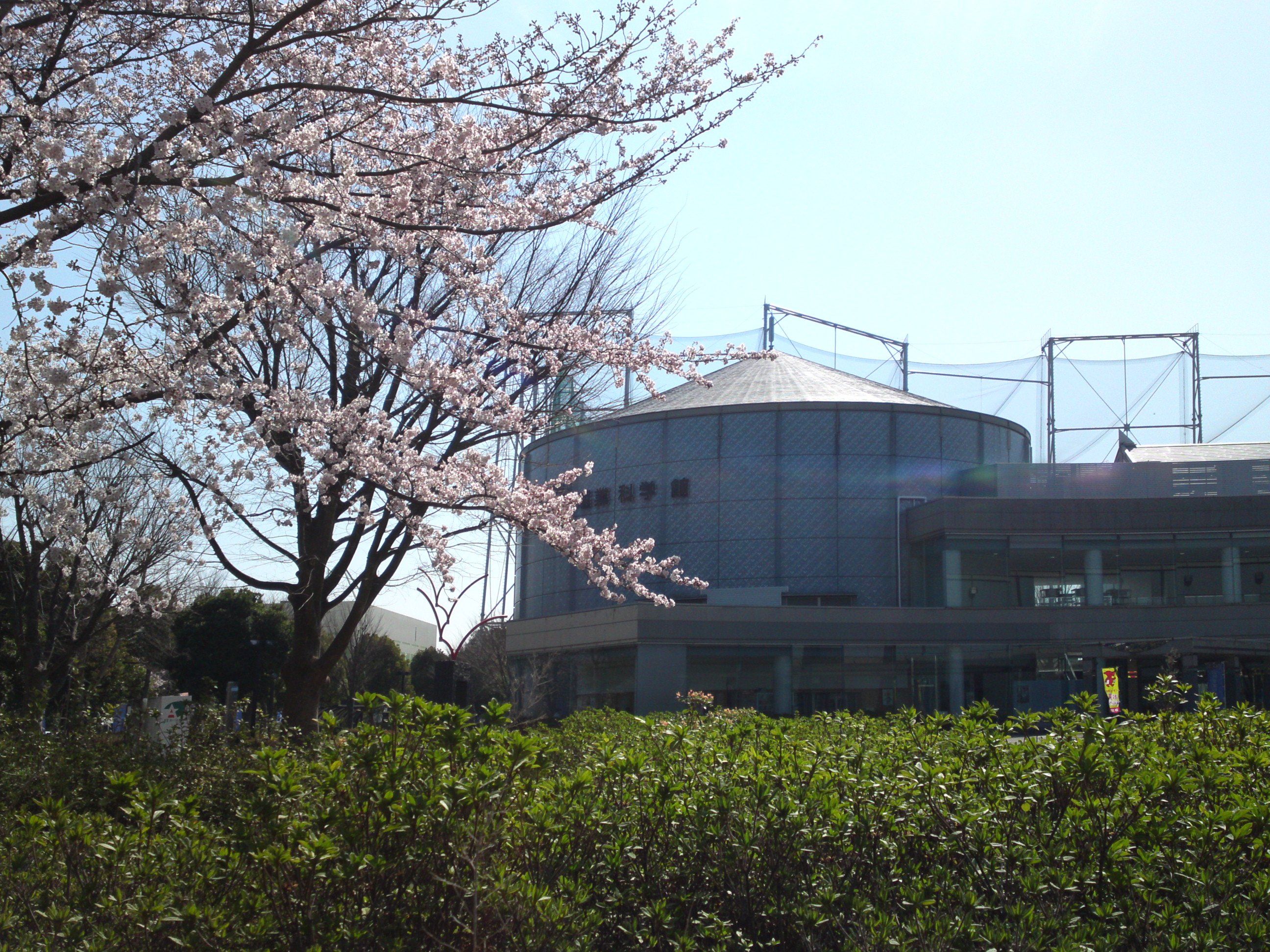 2015年桜咲く産業科学館１