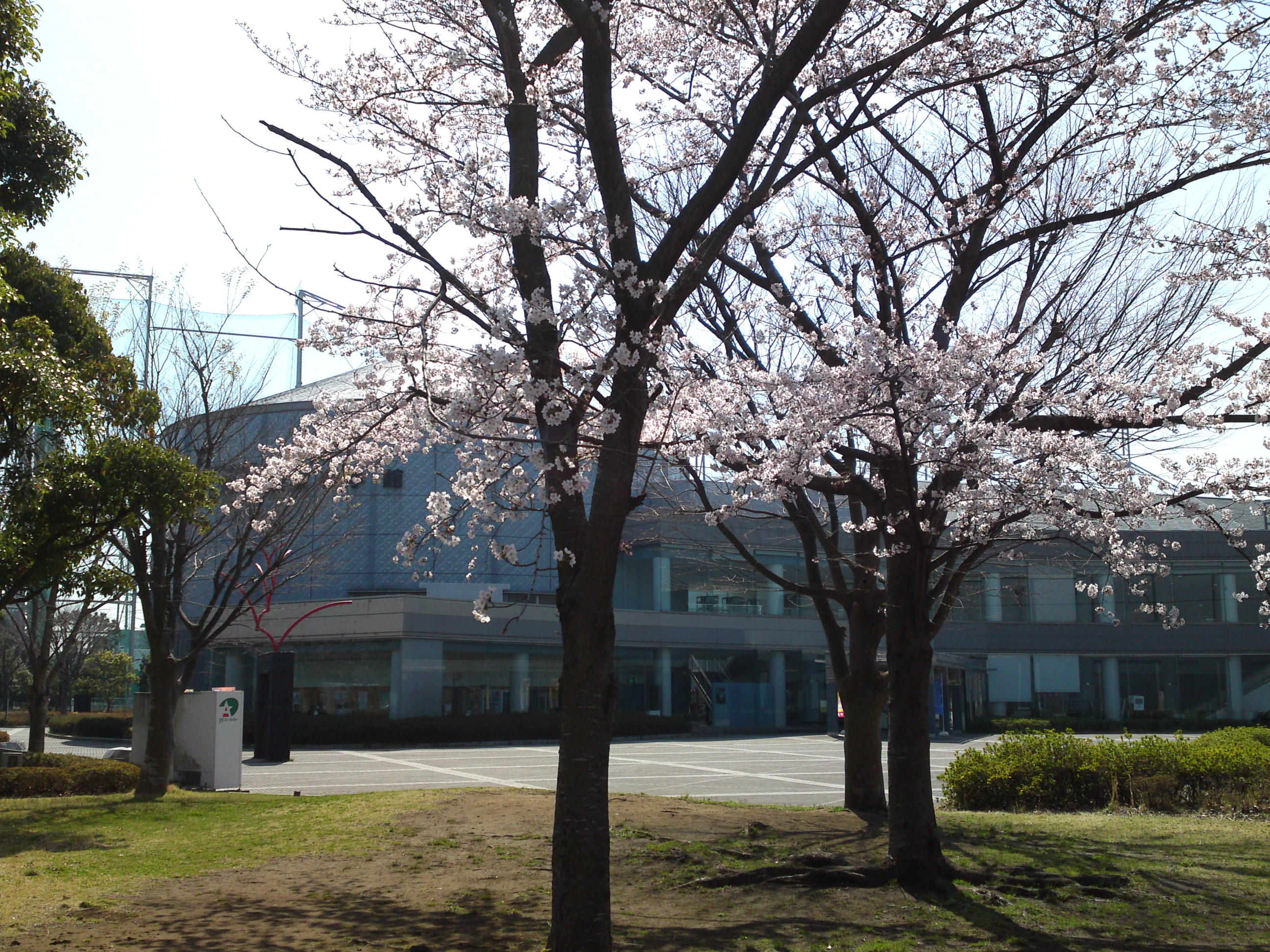 2015年桜咲く産業科学館２