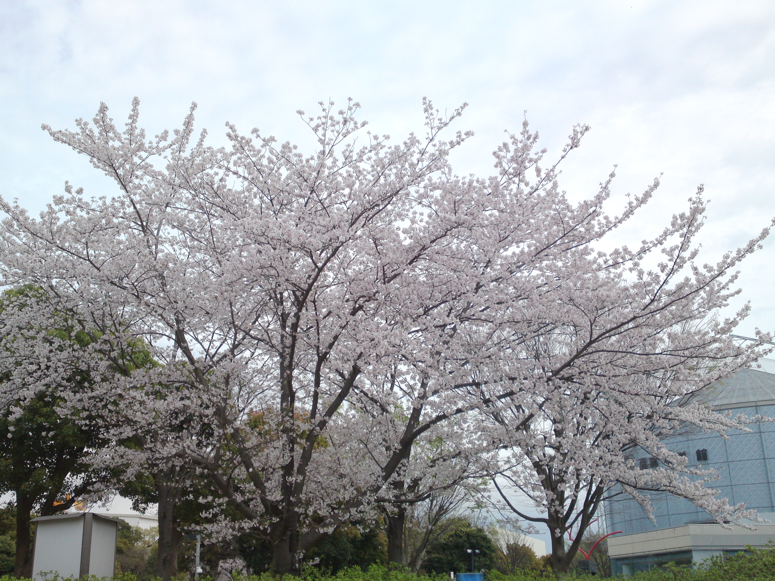 2016年産業科学館に咲く桜