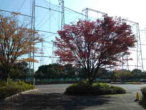 千葉県立産業科学館のケヤキの木