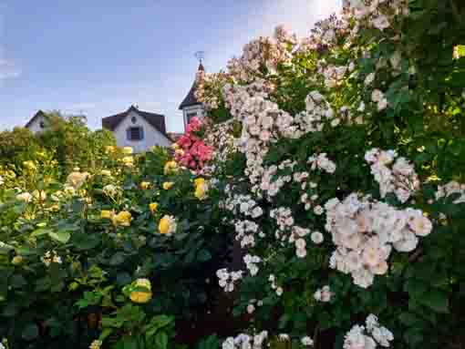バラの花々に包まれた市川市東山魁夷記念館