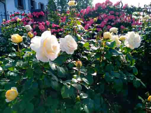東山魁夷記念館に咲くバラ2