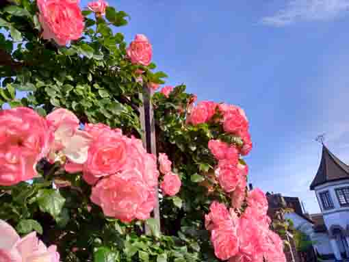 東山魁夷記念館のフェンスを彩るバラの花