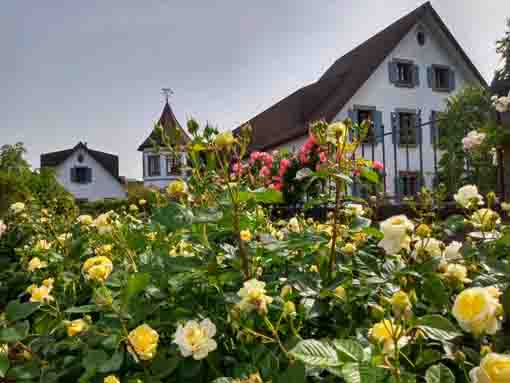 roses and Higashiyama Kaii Memorial Hall