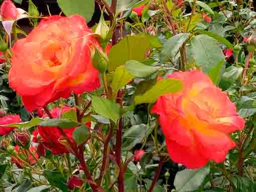 東山魁夷記念館に咲くバラ4