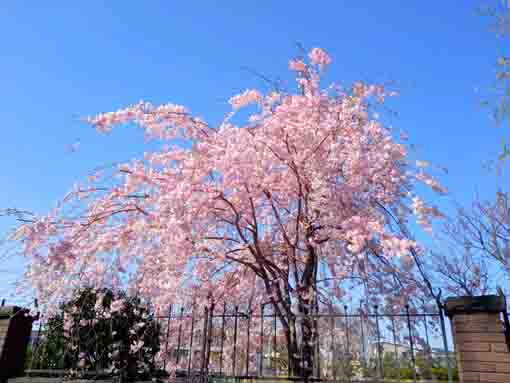 sakura in Higashiyama Kaii Memorial Hall