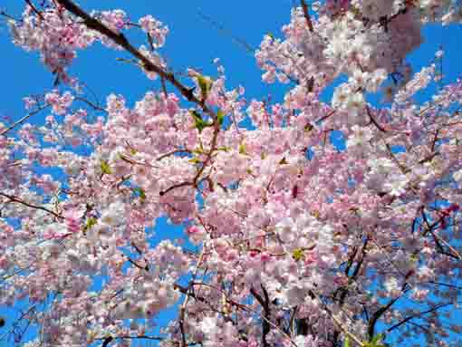 市川市東山魁夷記念館に咲くしだれ桜