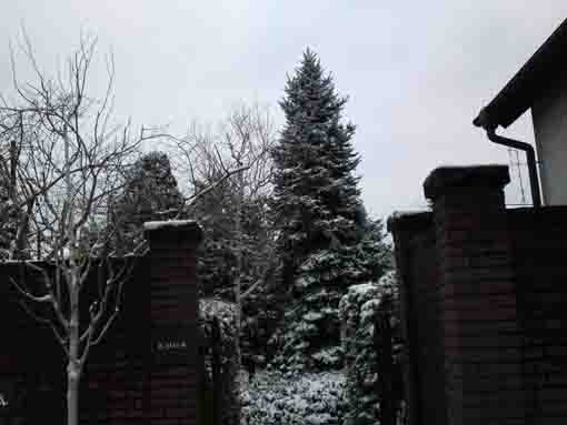 Kaii's Forest covered with snow