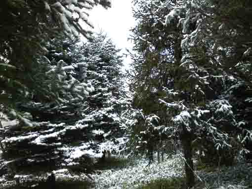 雪に覆われた魁夷の森の木々
