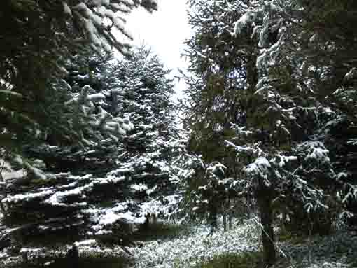 snow and woods in Kaii's Forest