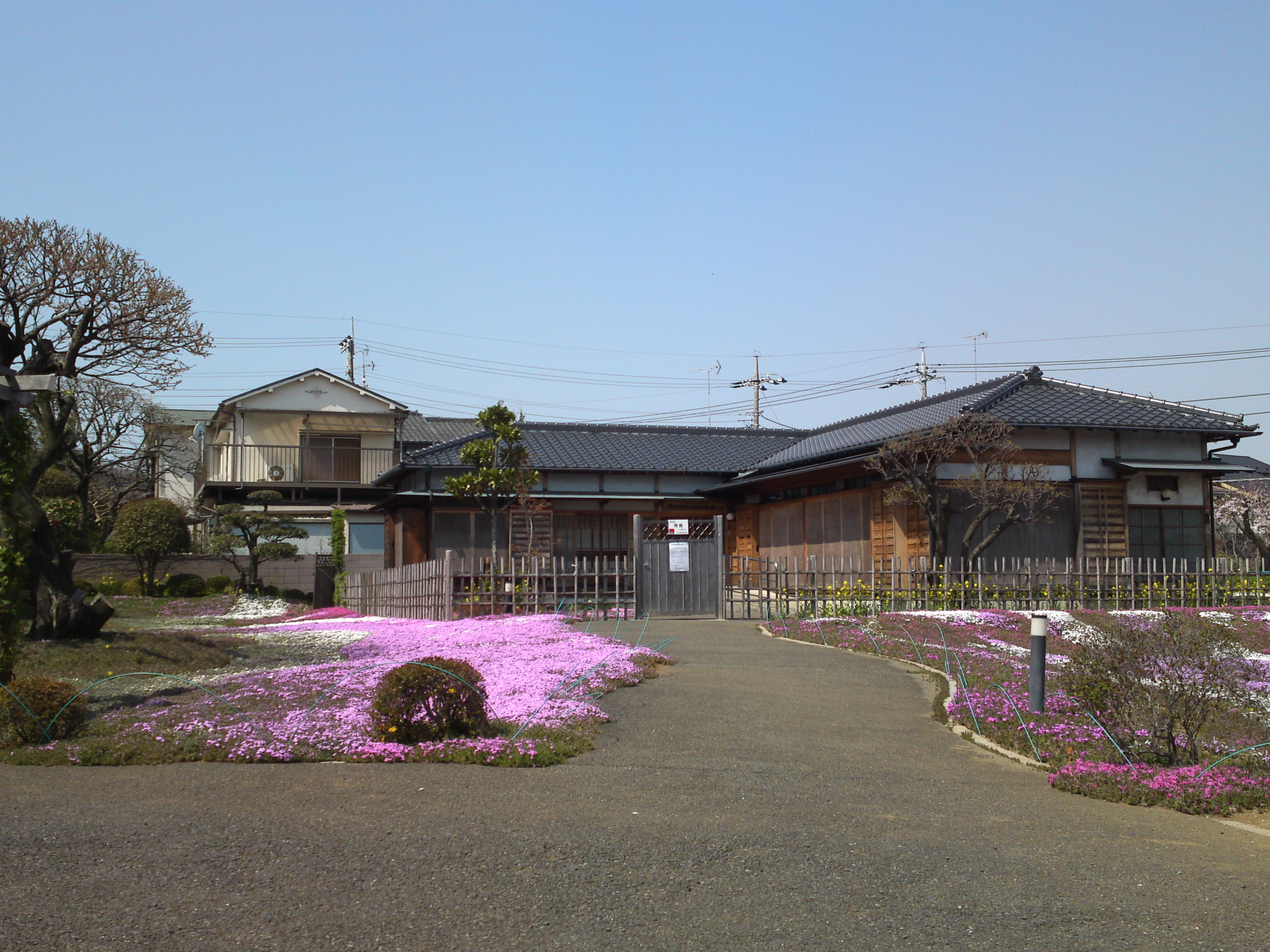 2015年郭沫若記念公園に咲く芝桜１