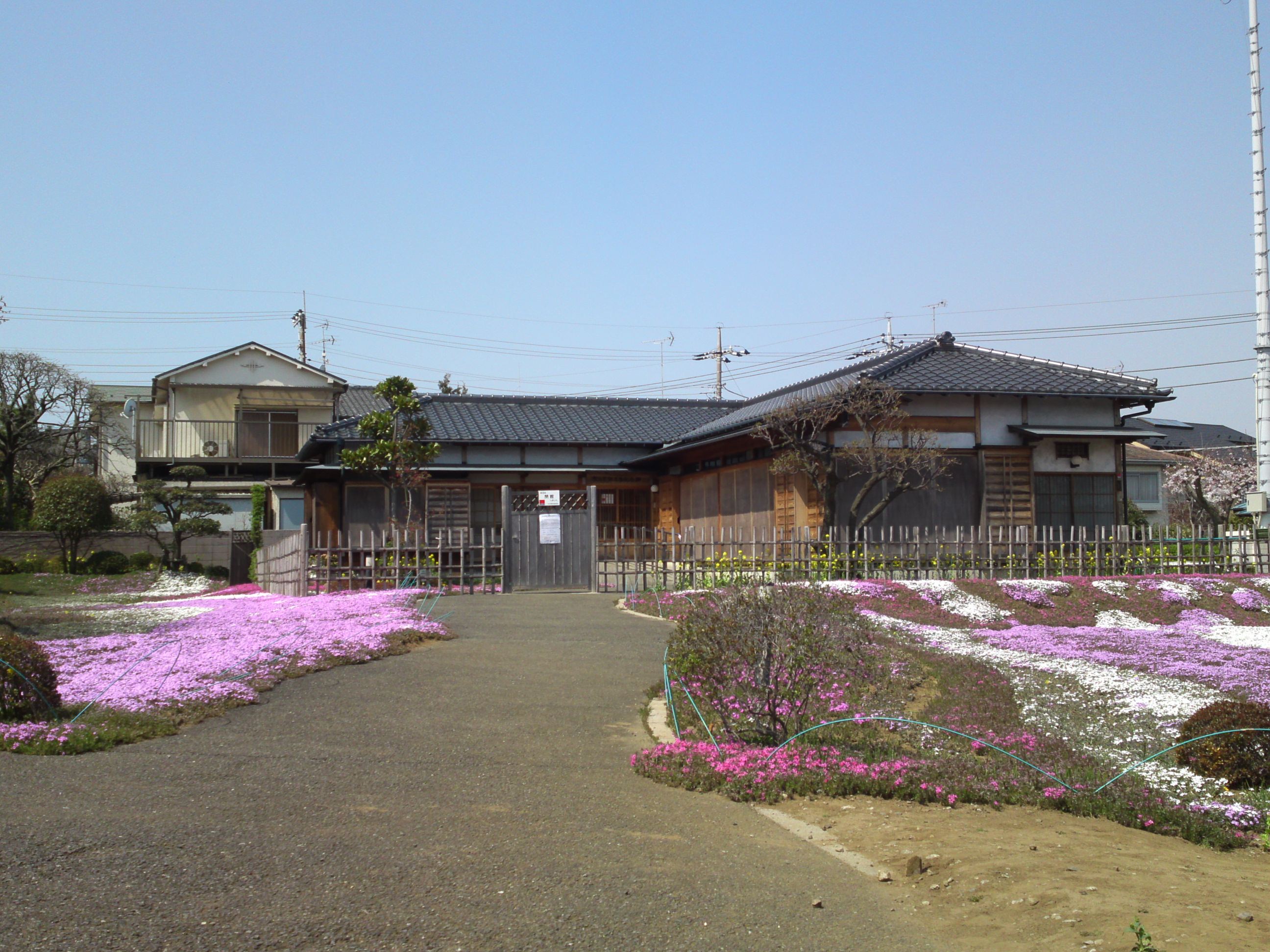 2015年郭沫若記念公園に咲く芝桜２