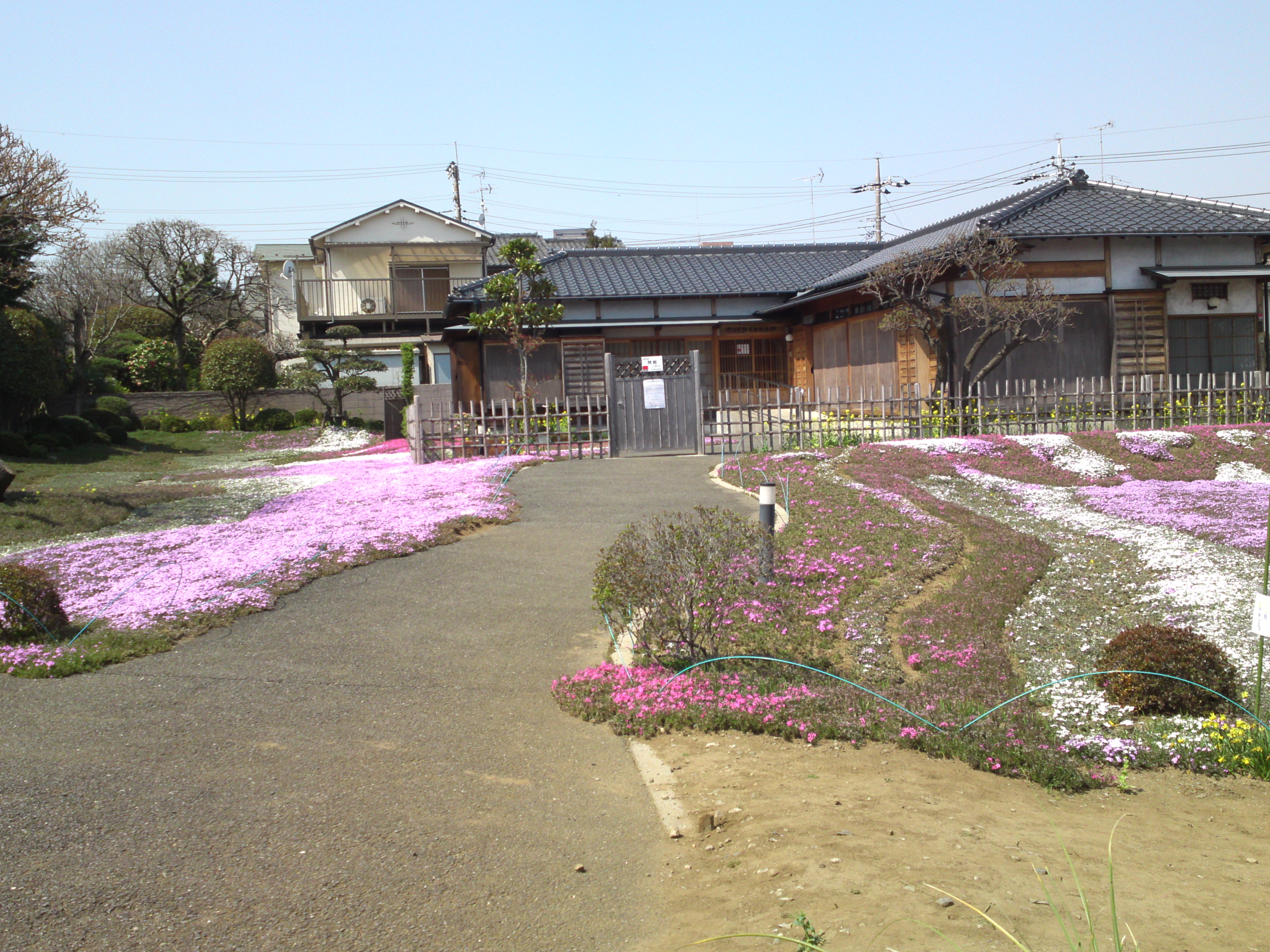 2015年郭沫若記念公園に咲く芝桜３