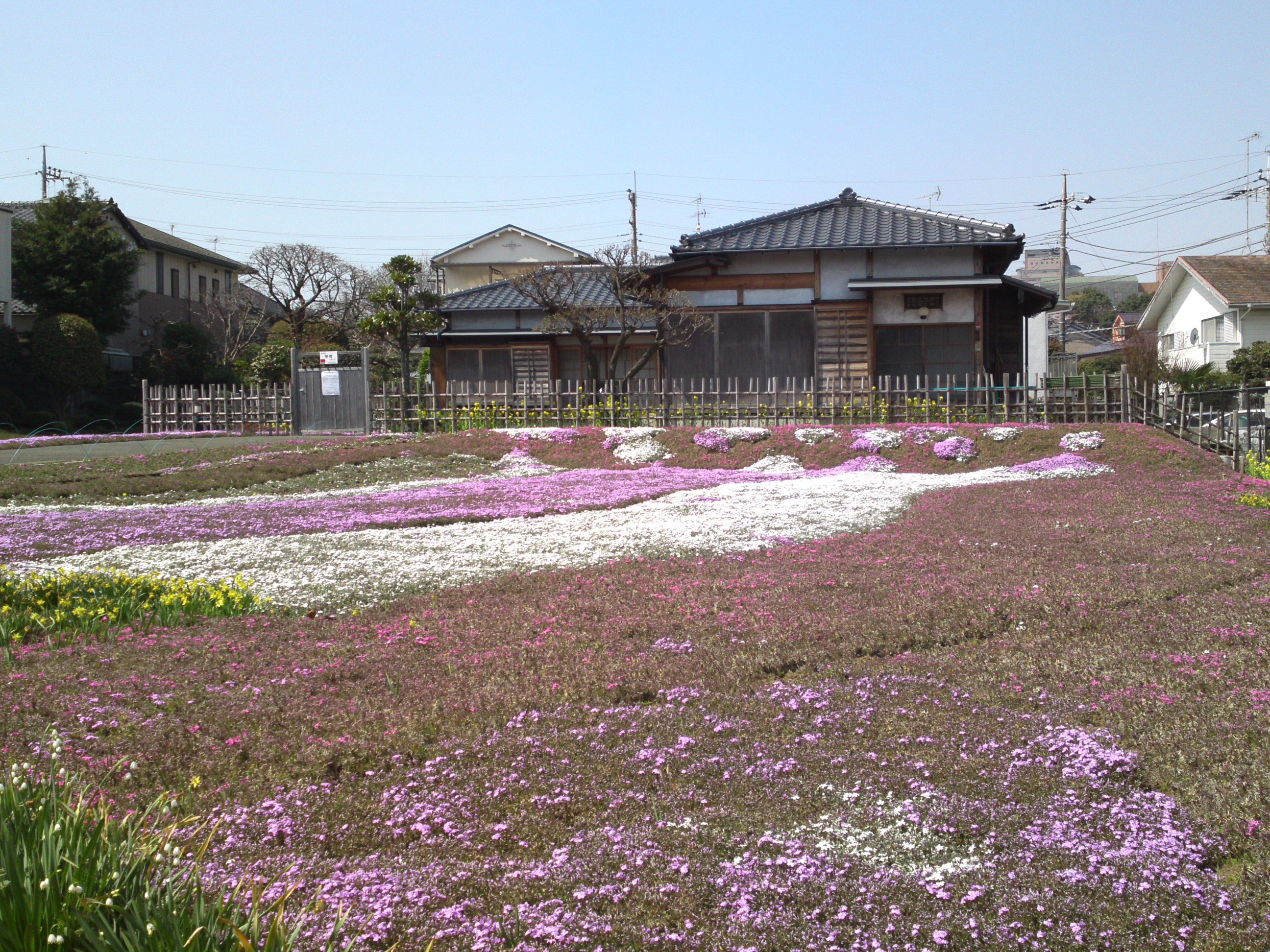 2015年郭沫若記念公園に咲く芝桜４