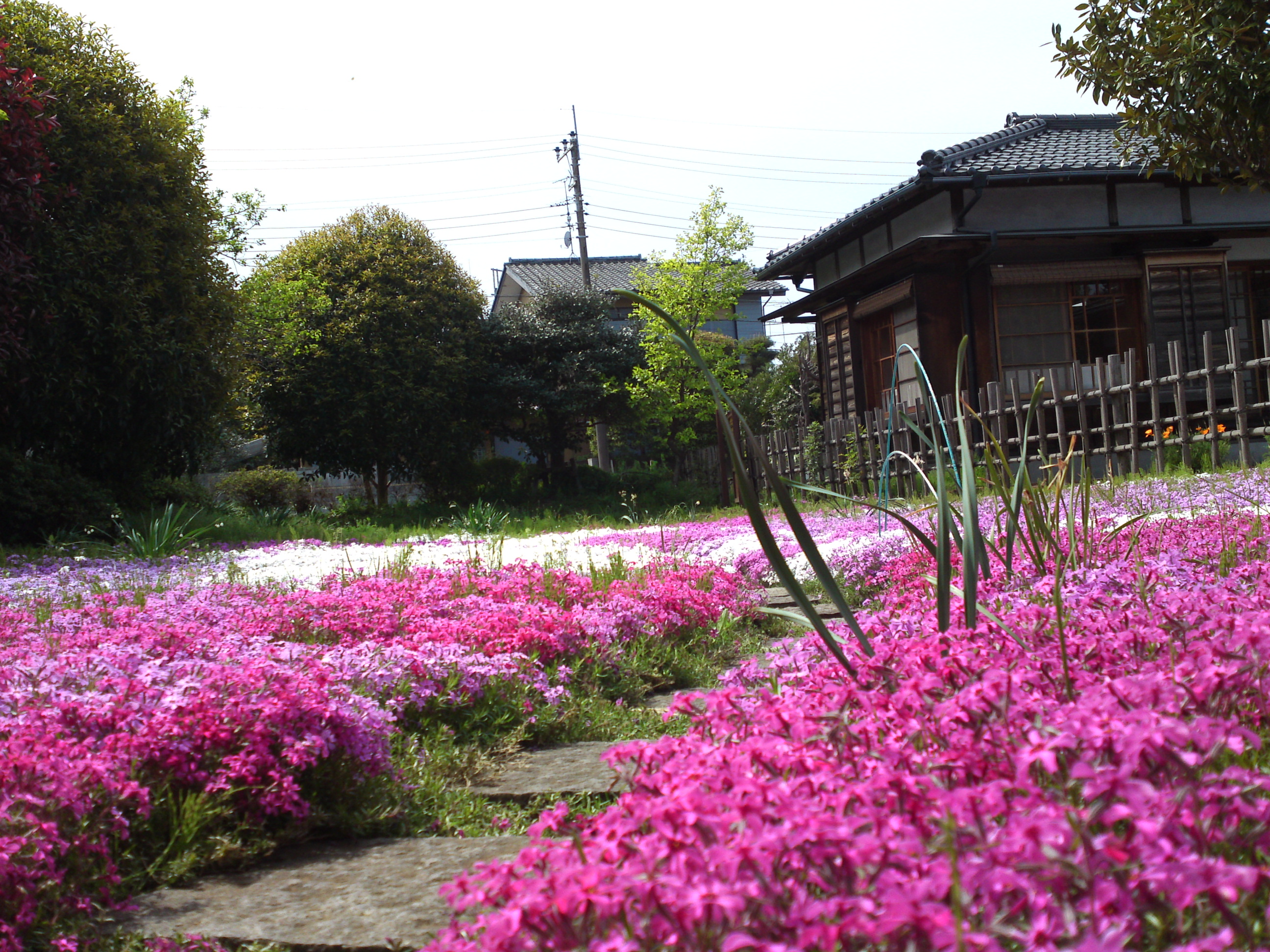 2019年郭沫若記念公園に咲く芝桜１２