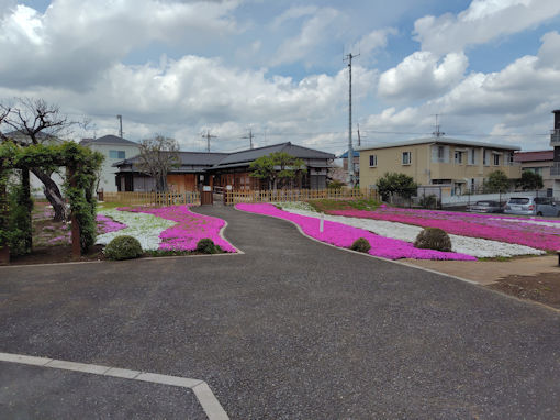 令和８年郭沫若記念公園に咲くシバザクラ１