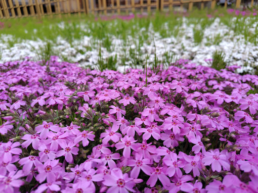 令和８年郭沫若記念公園に咲くシバザク４