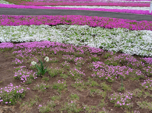 令和８年郭沫若記念公園に咲くシバザク３