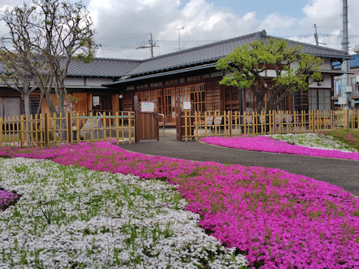 令和８年郭沫若記念公園に咲くシバザク２