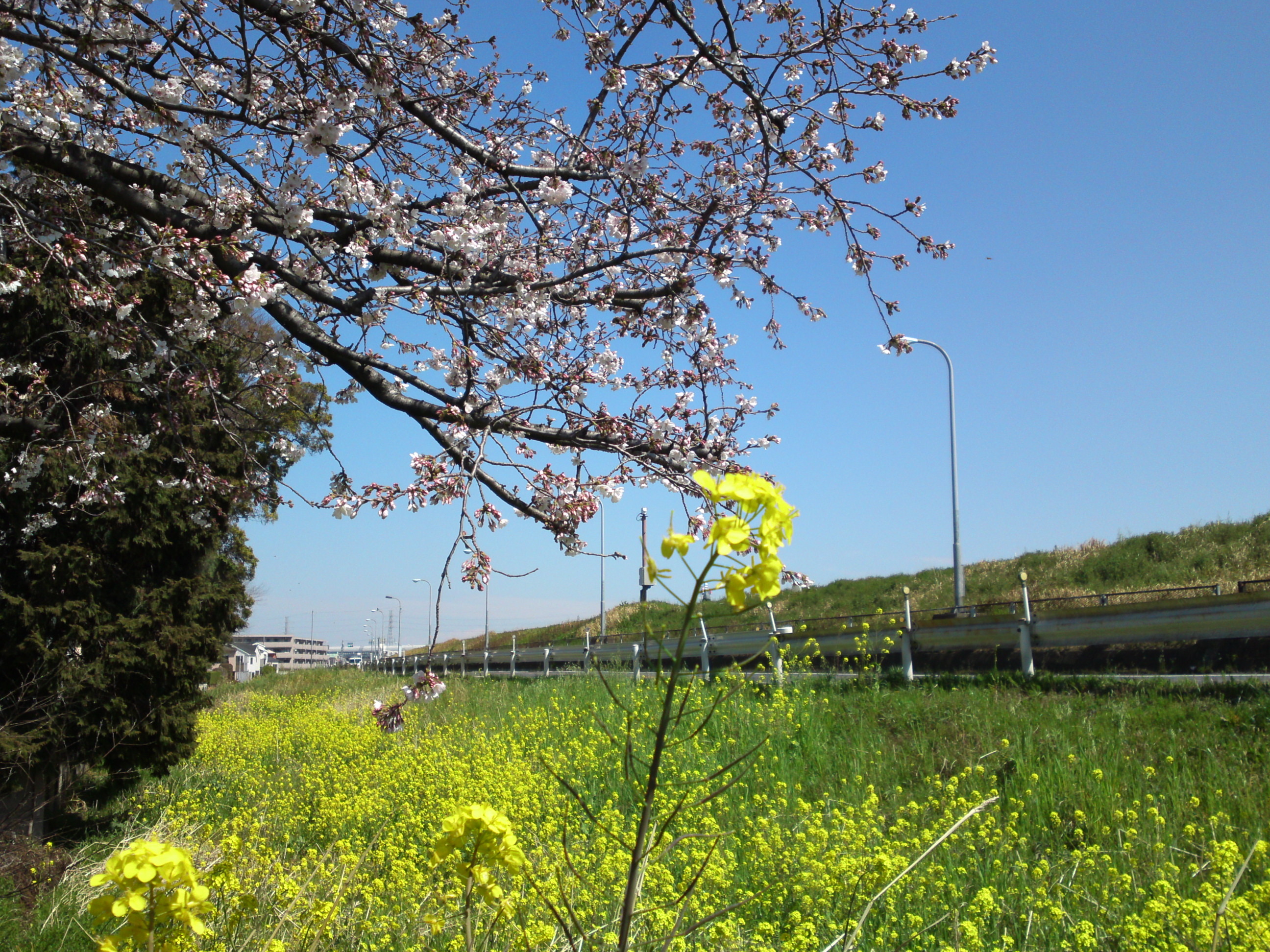 2019年春葛西神社付近に咲く桜の花々１