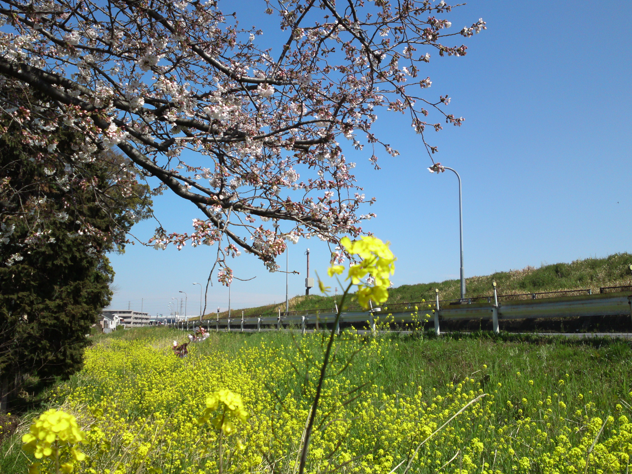 2019年春葛西神社付近に咲く桜の花々２