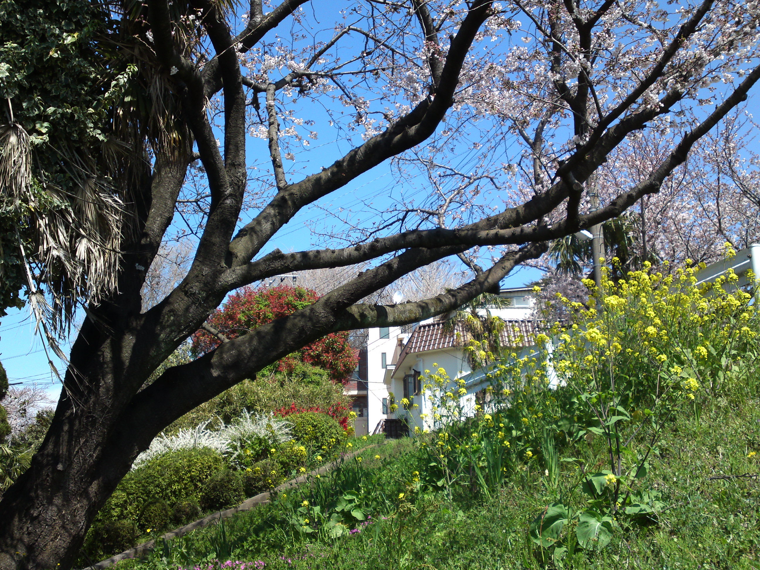 2019年春葛西神社付近に咲く桜の花々３