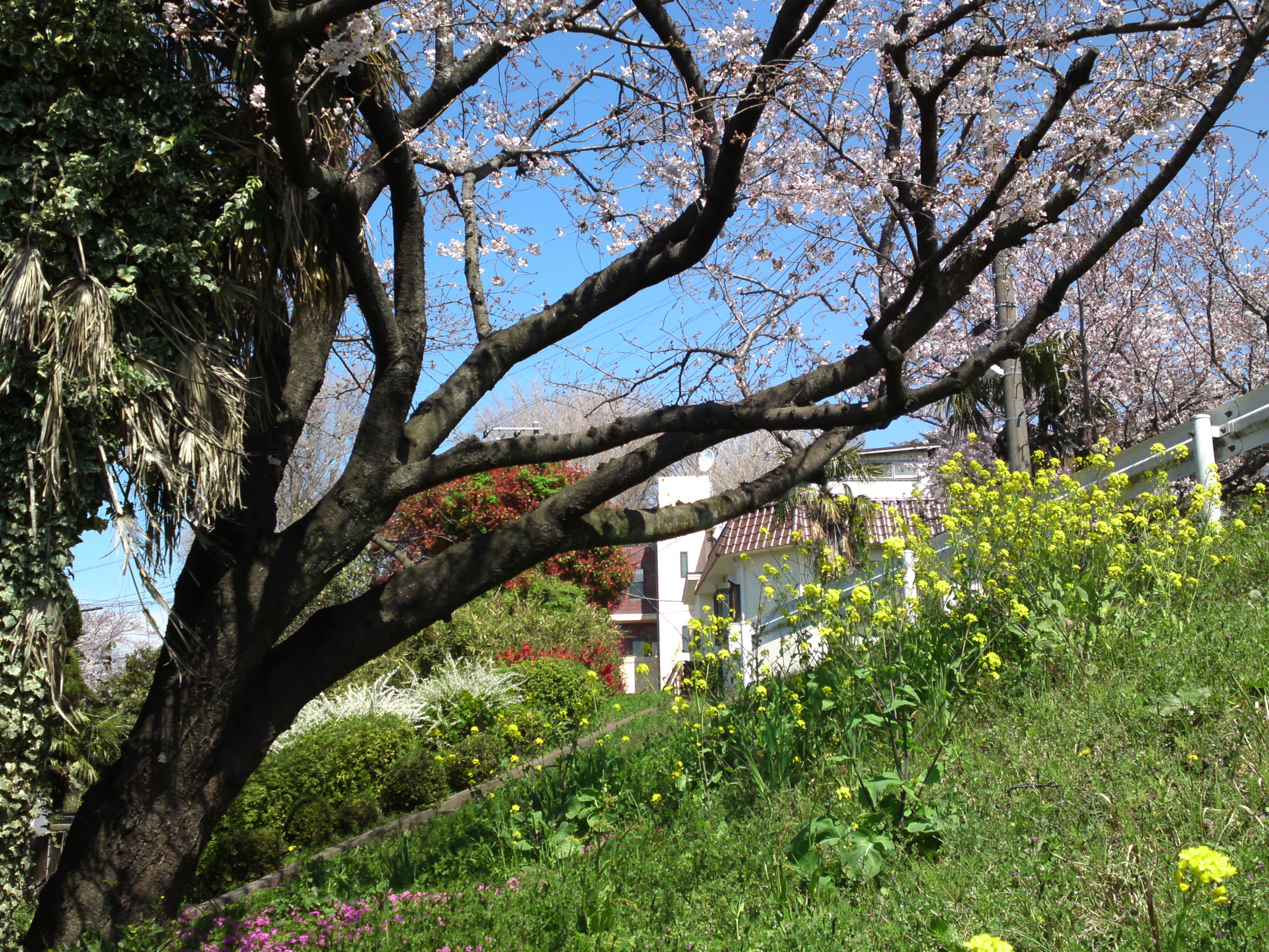 2019年春葛西神社付近に咲く桜の花々４
