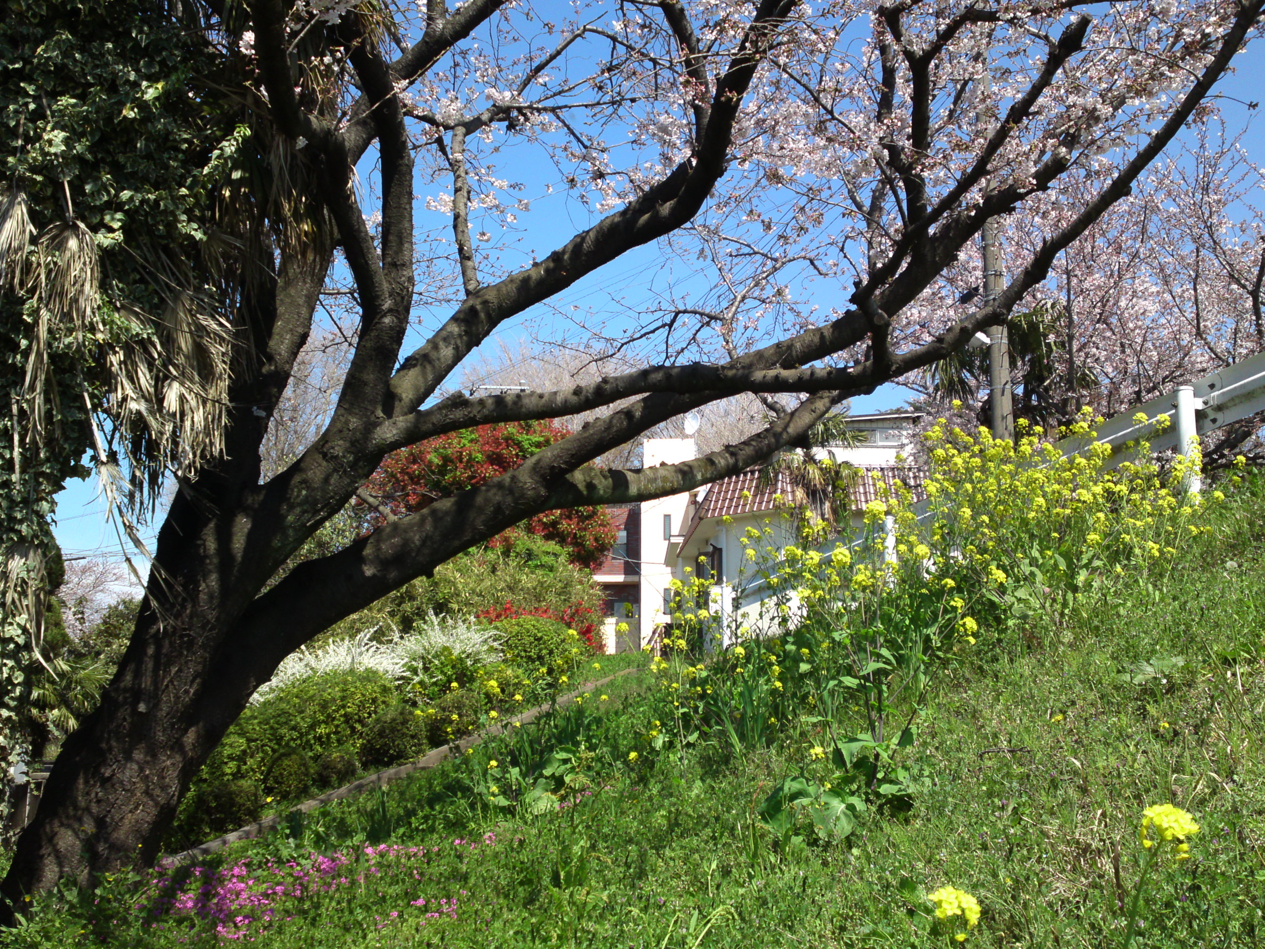 2019年春葛西神社付近に咲く桜の花々５
