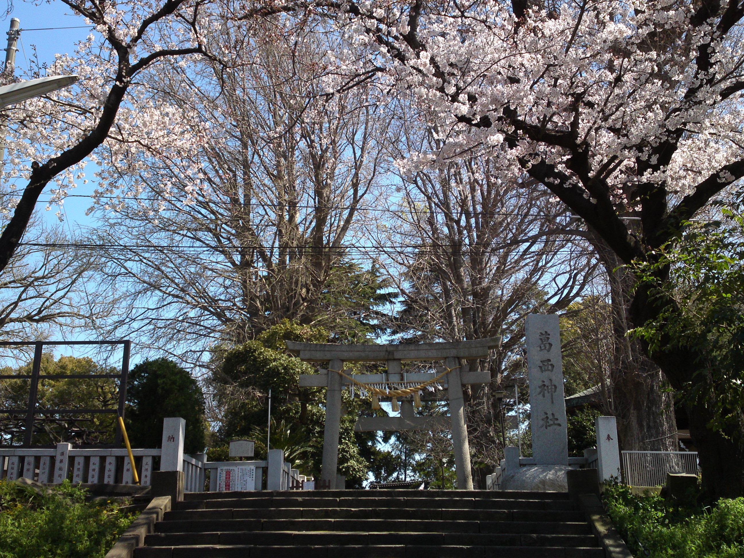 2019年春葛西神社付近に咲く桜の花々６
