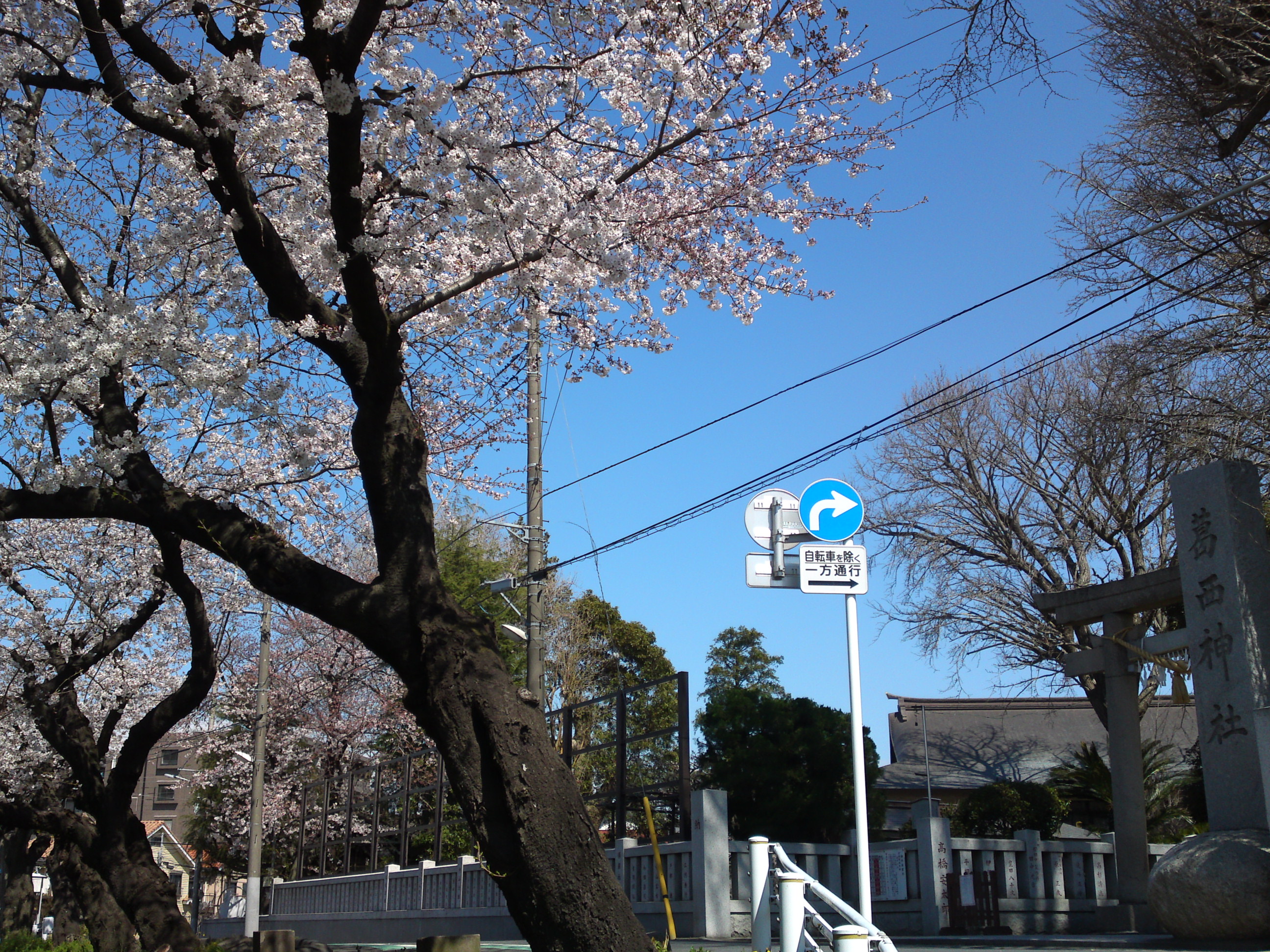 2019年春葛西神社付近に咲く桜の花々７