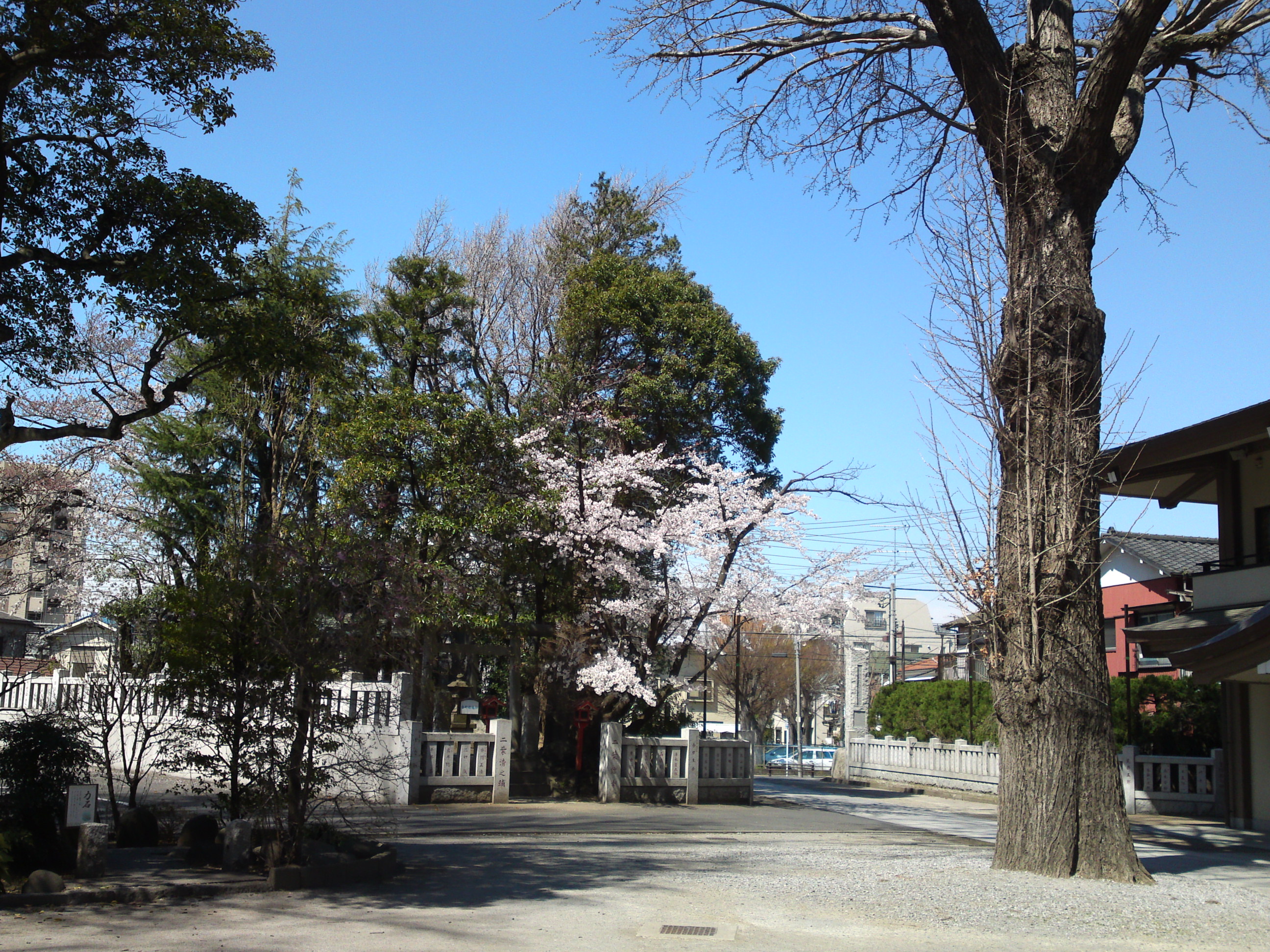 2019年春葛西神社付近に咲く桜の花々８