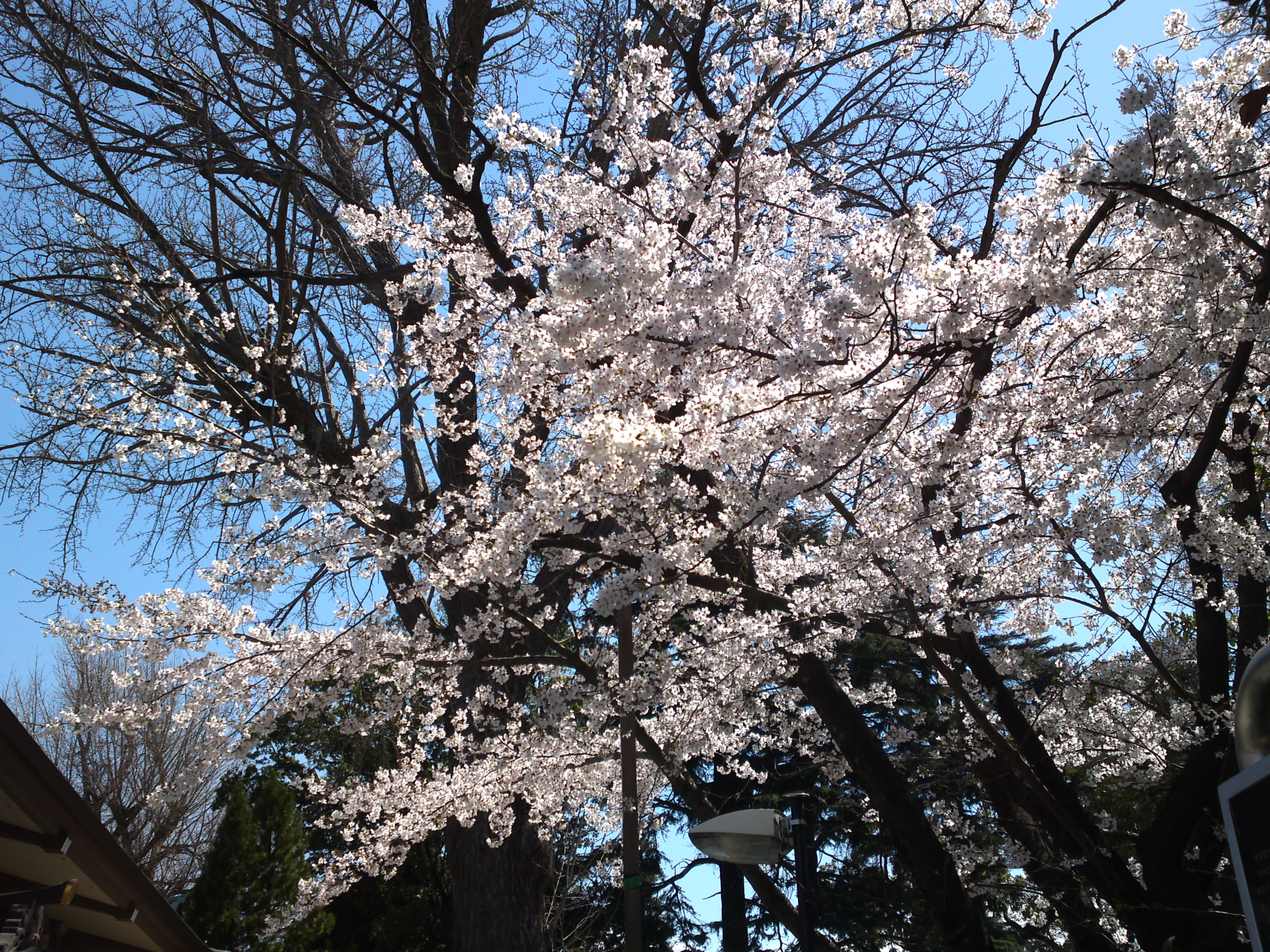 2019年春葛西神社付近に咲く桜の花々９
