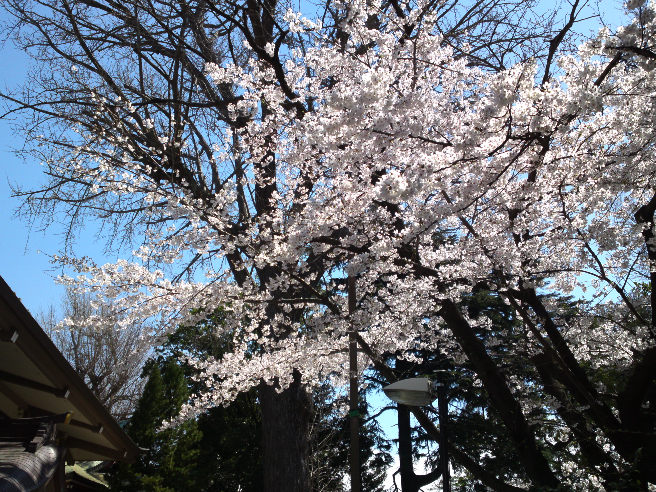 2019年春葛西神社付近に咲く桜の花々１０