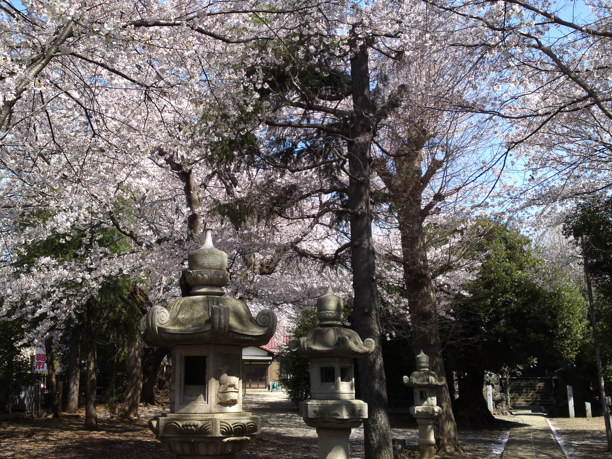 2019年春桜の花咲く曽谷春日神社１