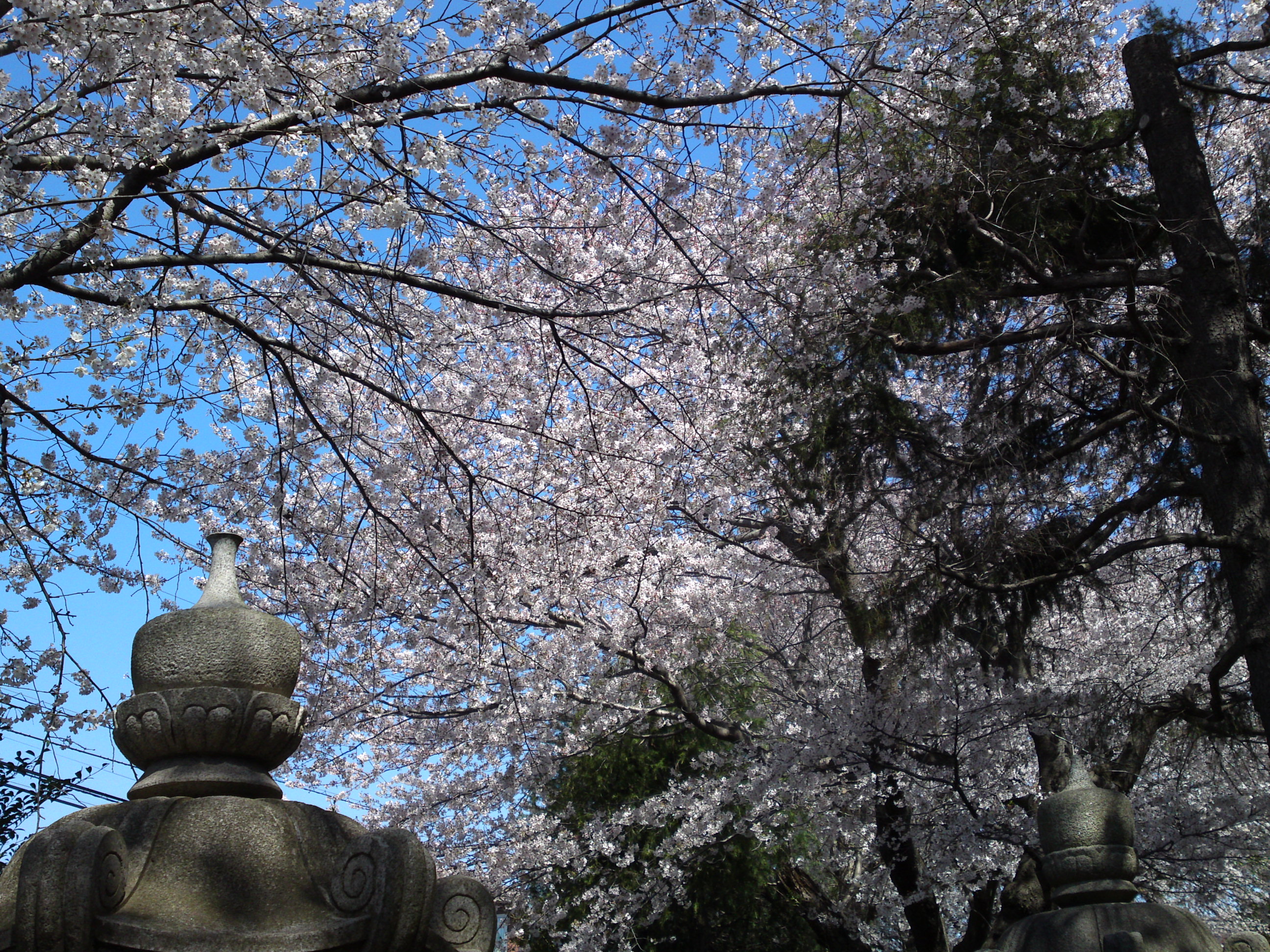 2019年春桜の花咲く曽谷春日神社２